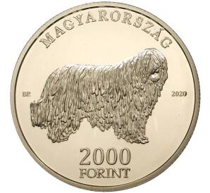 2000 форинтов 2020 года Венгрия «Венгерские овчарки и породы охотничьих собак — Комондор» — Фото №2