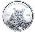 Монета 5 седи 2020 года Гана «Африканский леопард» (Артикул M2-52110)