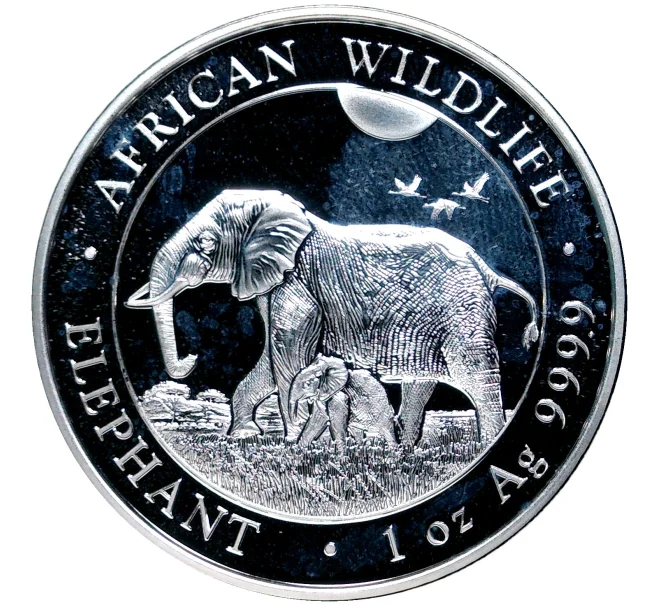 Монета 100 шиллингов 2022 года Сомали «Африканская дикая природа — Африканский слон» (Артикул M2-52789)