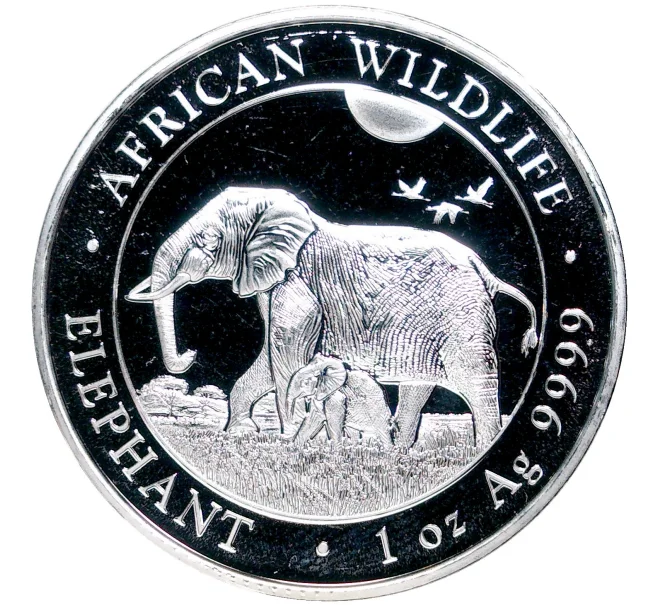 Монета 100 шиллингов 2022 года Сомали «Африканская дикая природа — Африканский слон» (Артикул M2-52830)