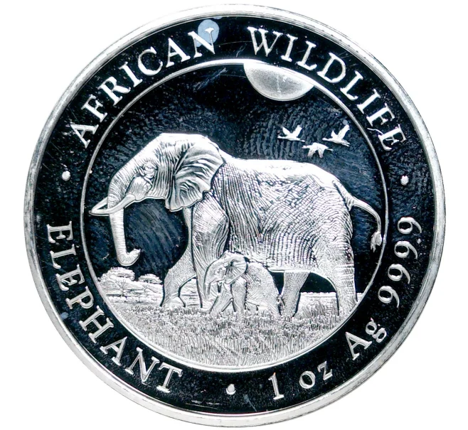 Монета 100 шиллингов 2022 года Сомали «Африканская дикая природа — Африканский слон» (Артикул M2-52831)