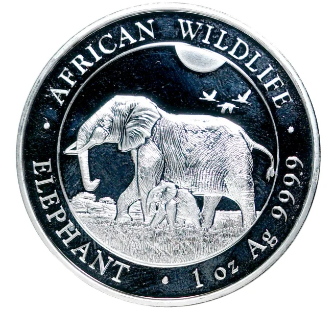 Монета 100 шиллингов 2022 года Сомали «Африканская дикая природа — Африканский слон» (Артикул M2-52832)