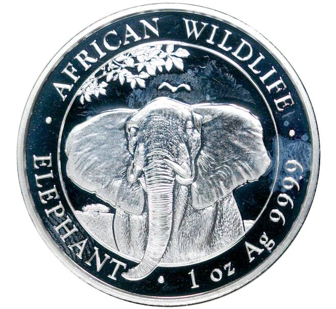 Монета 100 шиллингов 2021 года Сомали «Африканская дикая природа — Африканский слон» (Артикул M2-52833)