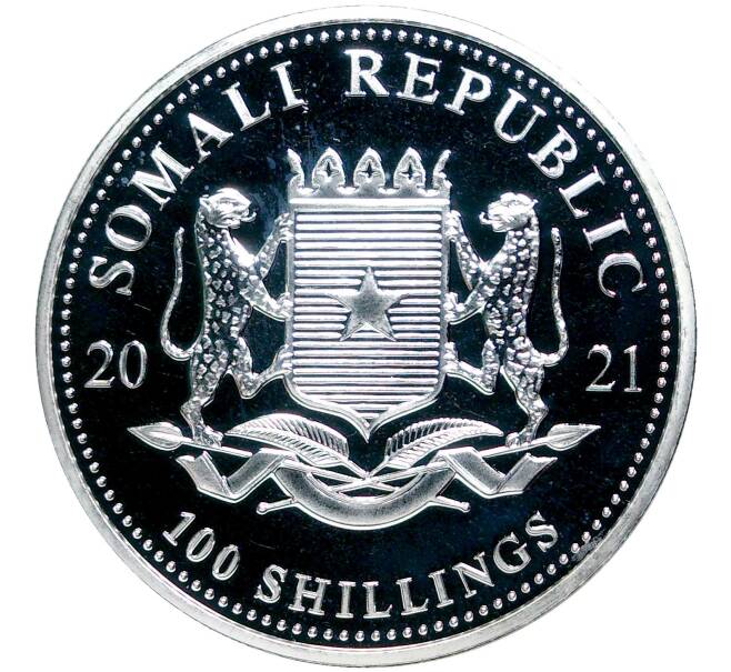 Монета 100 шиллингов 2021 года Сомали «Африканская дикая природа — Африканский слон» (Артикул M2-52833)