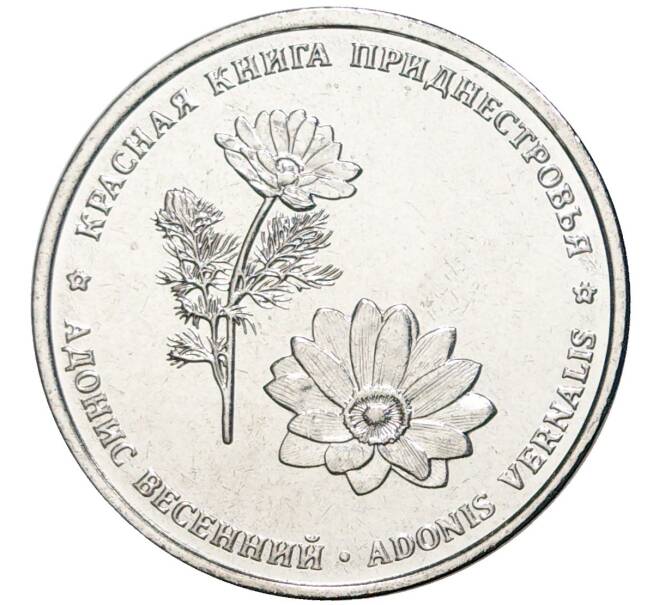 Монета 1 рубль 2021 года Приднестровье «Красная книга приднестровья — Адонис весенний» (Артикул M2-54824)