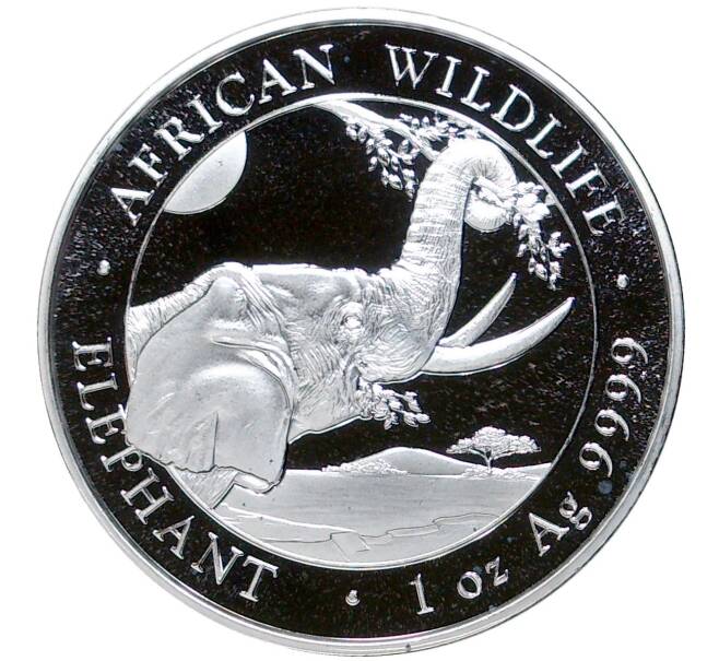 Монета 100 шиллингов 2023 года Сомали «Африканская дикая природа — Африканский слон» (Артикул M2-58085)