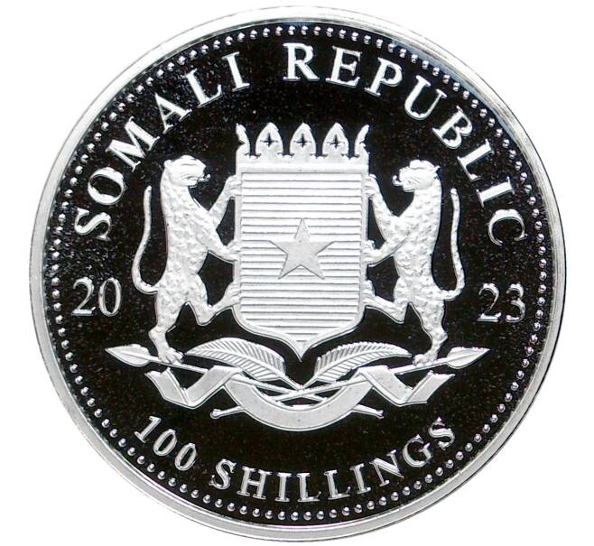 Монета 100 шиллингов 2023 года Сомали «Африканская дикая природа — Африканский слон» (Артикул M2-58085)