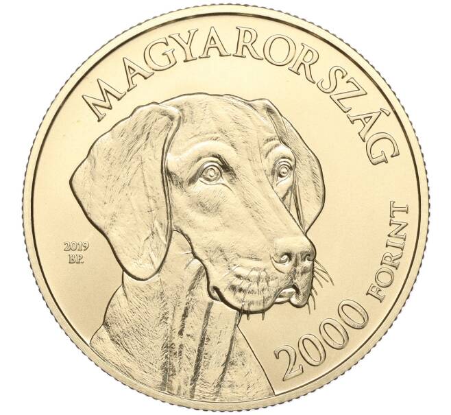 Монета 2000 форинтов 2019 года Венгрия «Венгерские овчарки и породы охотничьих собак — Венгерская выжла» (Артикул M2-65847)