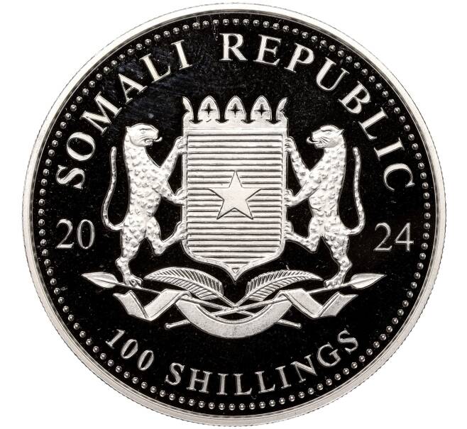 Монета 100 шиллингов 2024 года Сомали «Африканская дикая природа — Африканский слон» (Артикул M2-67277)
