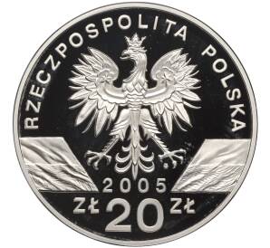 20 злотых 2005 года Польша «Всемирная природа — Филин» — Фото №2