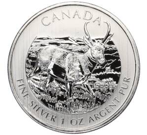 5 долларов 2013 года Канада «Канадская Фауна — Вилорог»