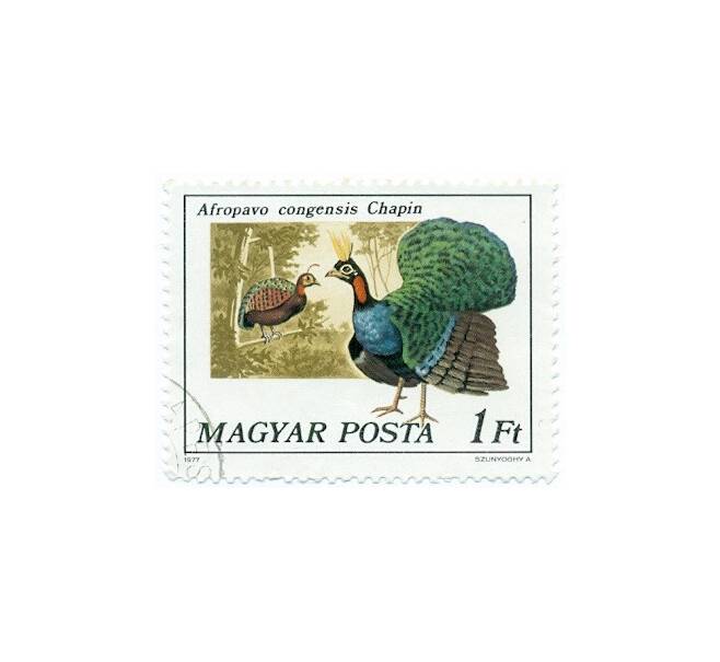 Почтовая марка 1 форинт 1977 года Венгрия «Конголезский павлин» (Артикул: T11-14328) — Фото №1