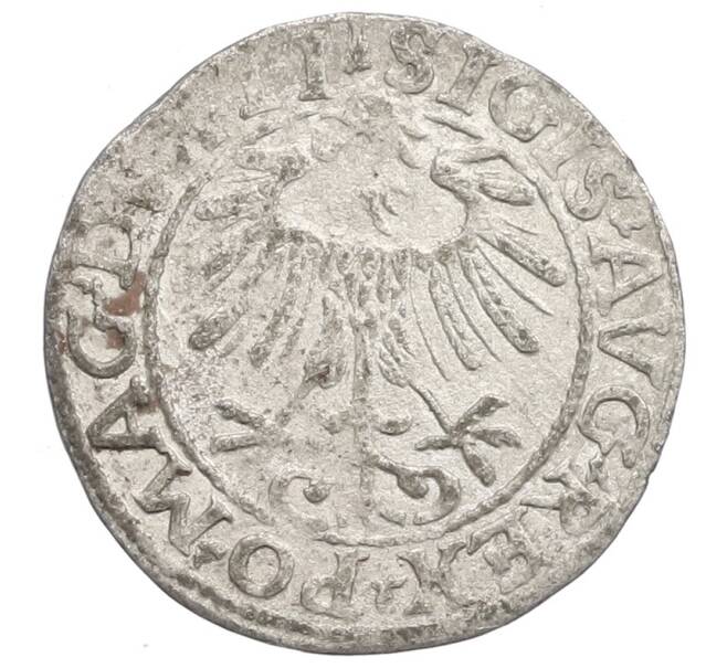 Монета 1/2 гроша 1557 года Литва (Сигизмунд II Август) (Артикул: K27-86745) — Фото №2