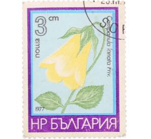 Почтовая марка 3 стотинки 1977 года Болгария «Колокольчик Шерстистый» — Фото №1