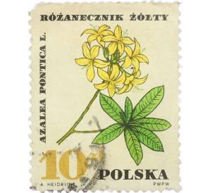 Почтовая марка 10 злотых 1967 года Польша «Желтая азалия» — Фото №1