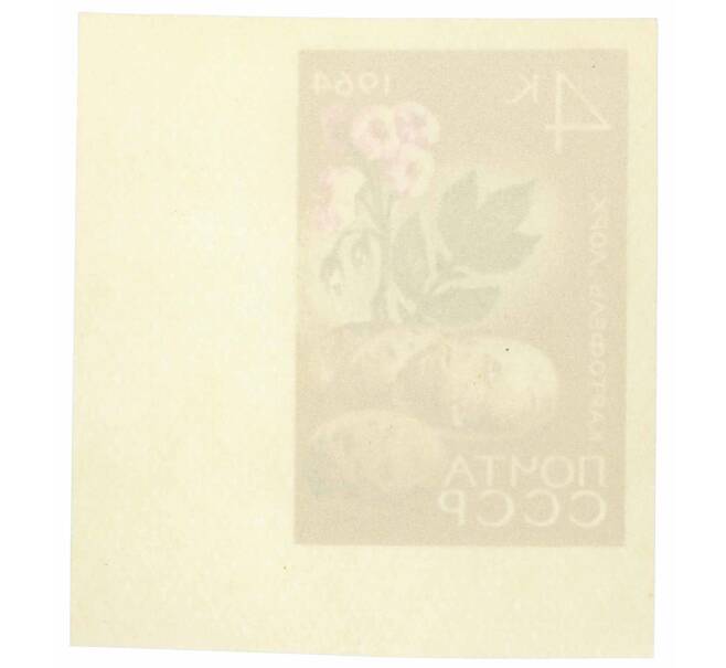 Почтовая марка 4 копейки 1964 года «Сельскохозяйственные культуры — Картофель» (Без перфорации) (Артикул: P1-0485) — Фото №2