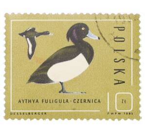 Почтовая марка 10 злотых 1985 года Польша «Хохлатая утка (Aythya fuligula)» — Фото №1