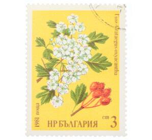 Почтовая марка 3 стотинки 1981 года Болгария «Боярышник (Crataegus oxyacantha)» — Фото №1