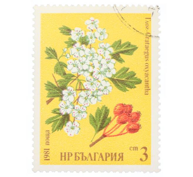 Почтовая марка 3 стотинки 1981 года Болгария «Боярышник (Crataegus oxyacantha)» (Артикул: K12-70584) — Фото №1