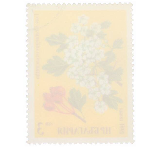 Почтовая марка 3 стотинки 1981 года Болгария «Боярышник (Crataegus oxyacantha)» (Артикул: K12-70584) — Фото №2