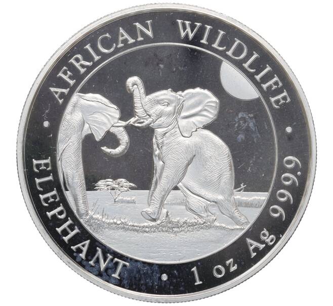 Монета 100 шиллингов 2024 года Сомали «Дикая природа Африки — Слон» (Артикул: K10-4153) — Фото №1