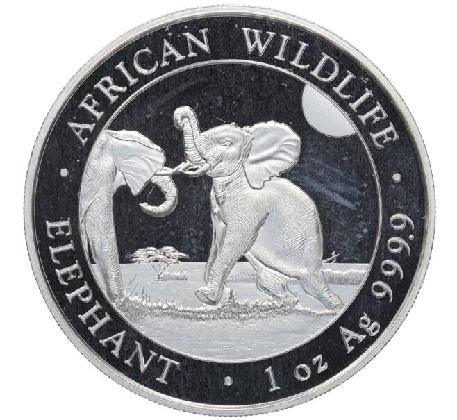 Монета 100 шиллингов 2024 года Сомали «Дикая природа Африки — Слон» (Артикул: K10-4154) — Фото №1
