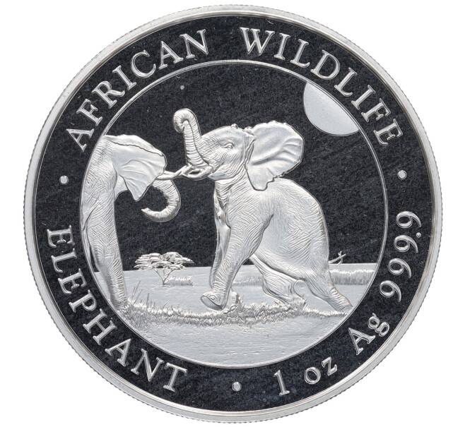 Монета 100 шиллингов 2024 года Сомали «Дикая природа Африки — Слон» (Артикул: K10-4155) — Фото №1