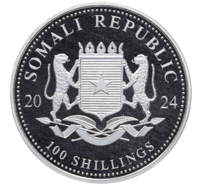 Монета 100 шиллингов 2024 года Сомали «Дикая природа Африки — Слон» (Артикул: K10-4155) — Фото №2