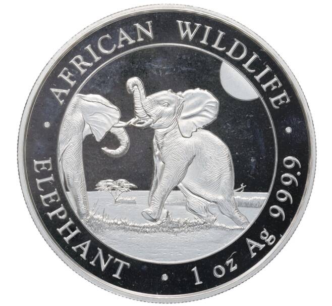 Монета 100 шиллингов 2024 года Сомали «Дикая природа Африки — Слон» (Артикул: K10-4156) — Фото №1