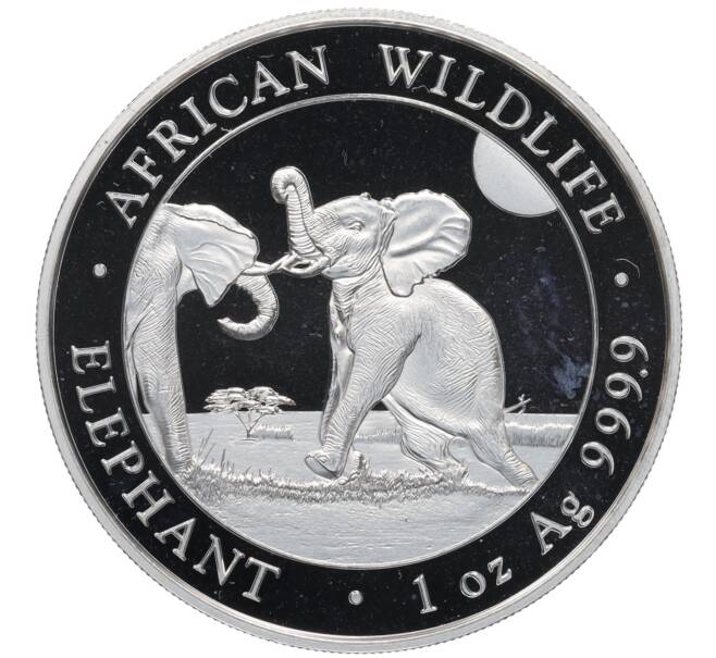 Монета 100 шиллингов 2024 года Сомали «Дикая природа Африки — Слон» (Артикул: K10-4157) — Фото №1