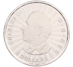 5 долларов 2025 года Канада «Величественный белый медведь» (в блистере) — Фото №2
