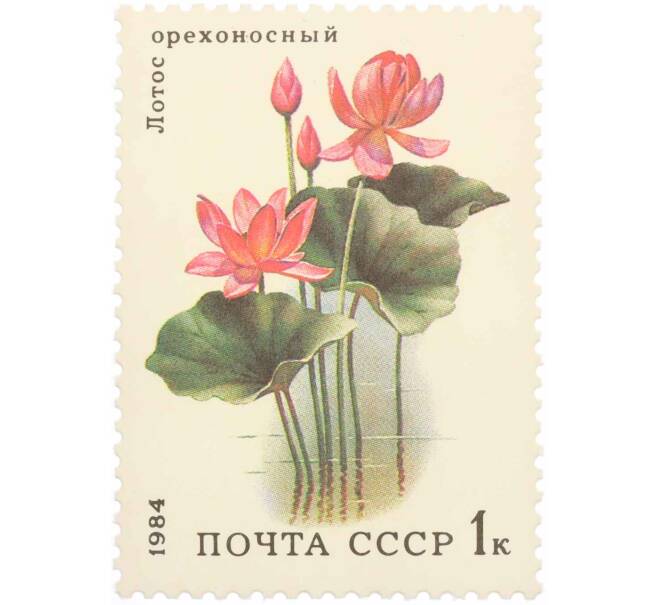 Почтовая марка 1 копейка 1984 года «Водные растения — Орехоносный лотос» (Артикул: K10-8784) — Фото №1