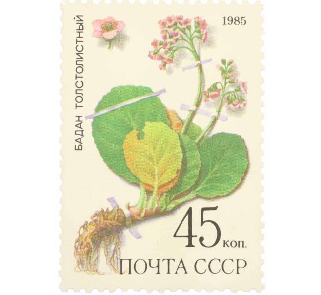 Почтовая марка 45 копеек 1985 года «Лекарственные растения Сибири — Толстолистный бадан» (Артикул: K10-8811) — Фото №1