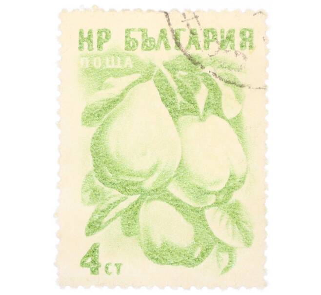 Почтовая марка 4 стотинки 1957 года Болгария «Айва (Cydonia oblonga)» (Артикул: P2-0704) — Фото №1