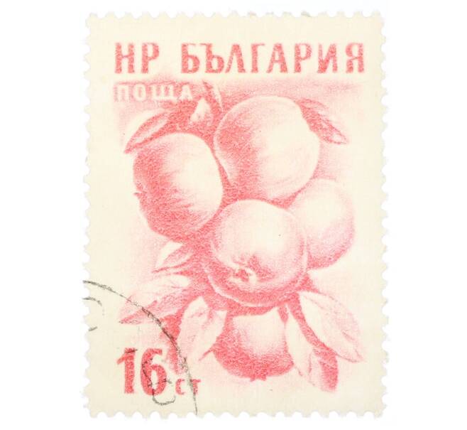 Почтовая марка 16 стотинок 1957 года Болгария «Яблоки (Malus sylvestris var domestica)» (Артикул: P2-0706) — Фото №1