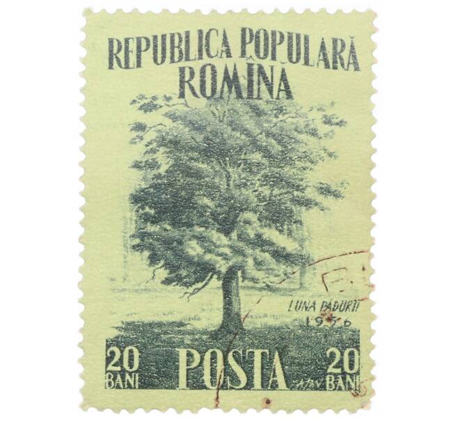 Почтовая марка 20 бани 1956 года Румыния «Месяц леса —  Английский дуб (Quercus robur)» (Артикул: P2-0714) — Фото №1