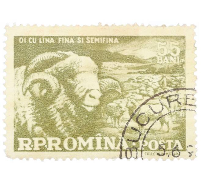 Почтовая марка 55 бани 1959 года Румыния «Домашние овцы (Ovis ammon aries)» (Артикул: P2-0720) — Фото №1
