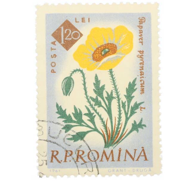 Почтовая марка 1.2 лея 1959 года Румыния «Столетие ботанического сада Бухареста — Пиренейский мак (Papaver pyrenaicum)» (Артикул: P2-0729) — Фото №1