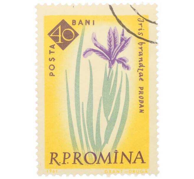 Почтовая марка 40 бани 1959 года Румыния «Столетие ботанического сада Бухареста — Ирис алжирский (Iris brandzae)» (Артикул: P2-0733) — Фото №1
