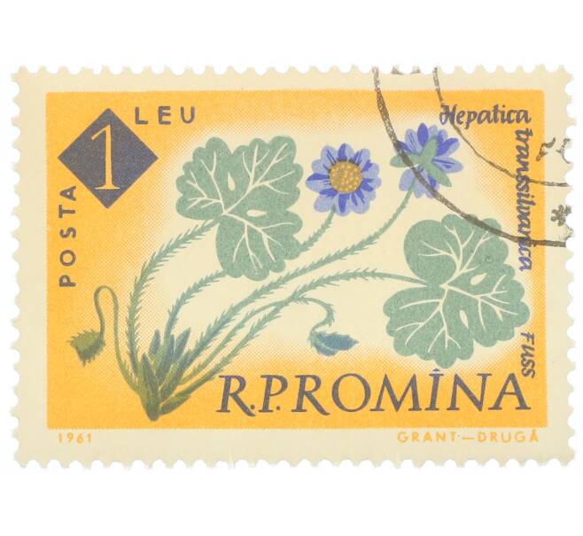 Почтовая марка 1 лей 1959 года Румыния «Столетие ботанического сада Бухареста — Печеночница (Hepatica angulosa)» (Артикул: P2-0734) — Фото №1