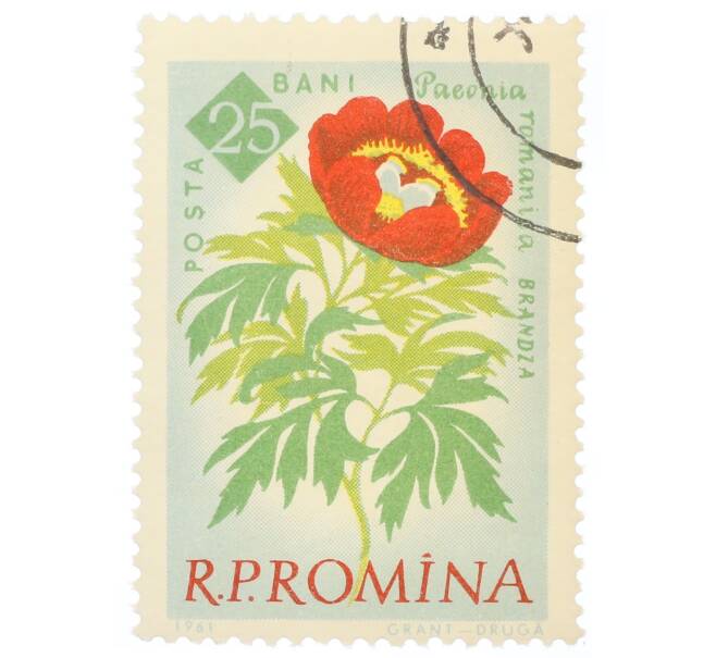 Почтовая марка 25 бани 1959 года Румыния «Столетие ботанического сада Бухареста — Пион (Paeonia romanica)» (Артикул: P2-0736) — Фото №1