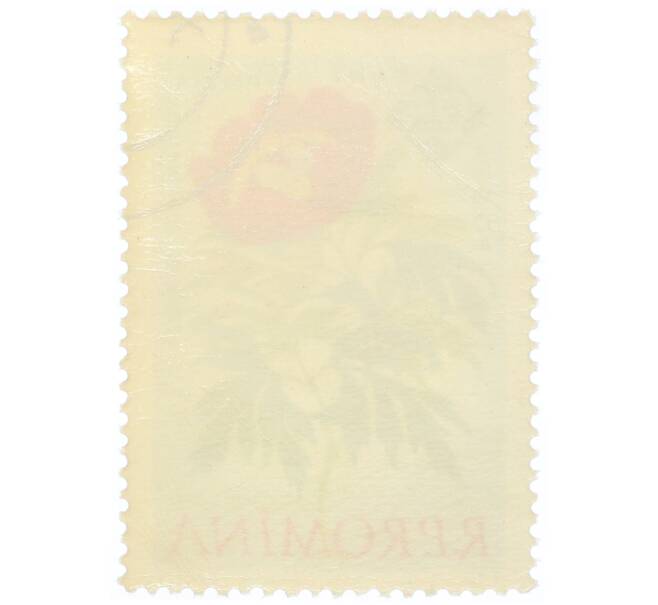 Почтовая марка 25 бани 1959 года Румыния «Столетие ботанического сада Бухареста — Пион (Paeonia romanica)» (Артикул: P2-0736) — Фото №2