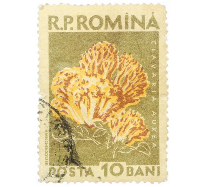 Почтовая марка 10 бани 1958 года Румыния «Грибы — Золотистый коралловый гриб (Clavaria aurea)» (Артикул: P2-0739) — Фото №1