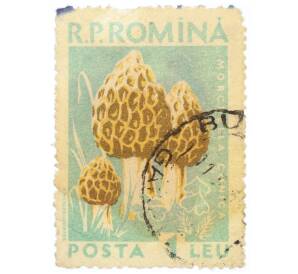 Почтовая марка 5 бани 1958 года Румыния «Грибы — Остроконечный сморчок (Morchella conica)»