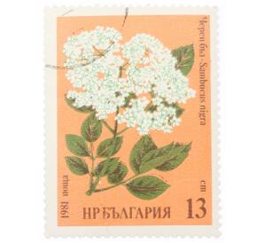 Почтовая марка 13 стотинок 1981 года Болгария «Черная бузина (Sambucus nigra)» — Фото №1