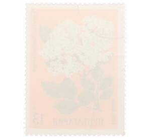 Почтовая марка 13 стотинок 1981 года Болгария «Черная бузина (Sambucus nigra)» — Фото №2