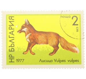 Почтовая марка 2 стотинки 1977 года Болгария «Лисица (Vulpes vulpes)» — Фото №1