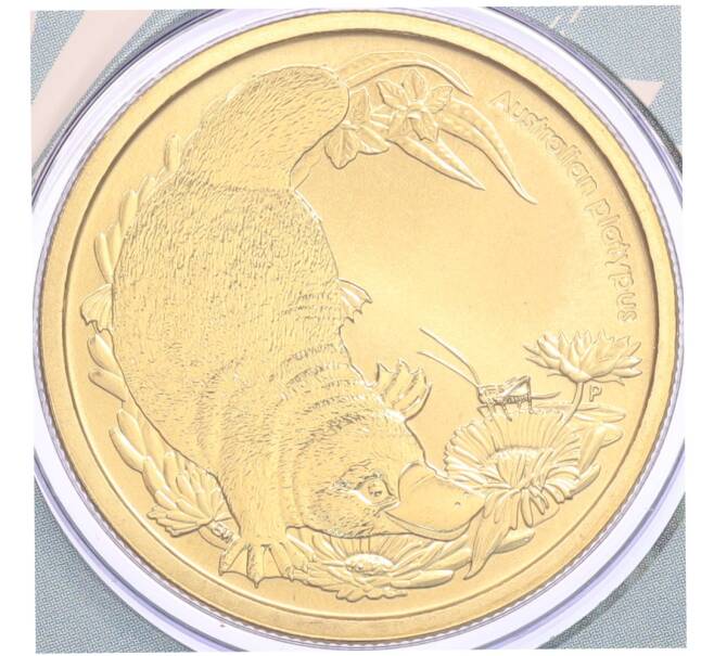 Монета 1 доллар 2013 года Австралия «Детеныши диких животных — Утконос» (в конверте с маркой) (Артикул: M2-91333) — Фото №1