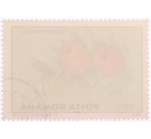 Почтовая марка 100 лей 1995 года Румыния «Ботанический сад Бухареста — Тис ягодный(Taxus baccata)» — Фото №2