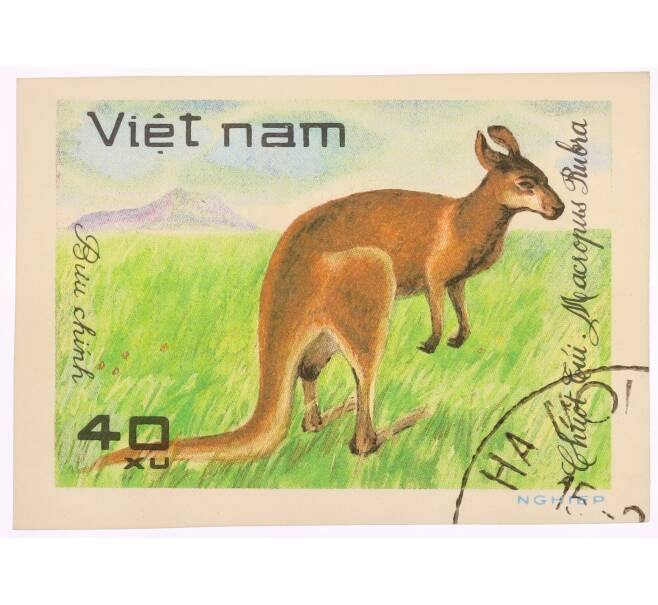 Почтовая марка 40 хао 1981 года Вьетнам «Животные — Рыжий кенгуру (Macropus rufus)» (Артикул: K8-0433) — Фото №1